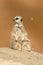 A meerkat siting up on rock