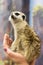 Meerkat sits in female hands and looks into the distance