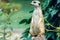 Meerkat sits on its hind legs on a green background of leaves. Wild nature