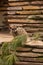 Meerkat sits near the stone texture wall in the zoo
