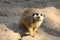 A meerkat sits on a rock and watches intently.