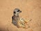 Meerkat sits in sand