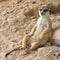 Meerkat sitting on the sand