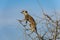 Meerkat sitting in a tree and watching out. Meerkat keeps a lookout for enemies. Sentry