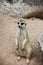 Meerkat stand on sand