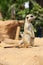 Meerkat stand up