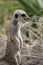 Meerkat is standing