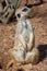 Meerkat standing alert in the desert environment
