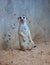Meerkat standing on ground sand