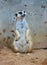 Meerkat standing on ground sand