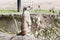 the meerkat is standing guard