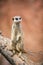 Meerkat standing guard