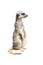 Meerkat, standing on hind legs