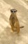 Meerkat standing on its hind legs looking at camera