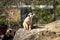 Meerkat standing like a statue on its hind legs defending its territory. Suricata suricatta on guard. Suricate protects its pack.