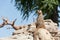 Meerkat standing on a rock