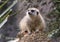 Meerkat standing on rock at the Dallas City Zoo in Texas.