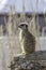 Meerkat standing on sentry duty, Selective focus against blurred