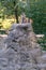 Meerkat standing on a stone, watchfully guarding