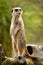 Meerkat standing on stump tree