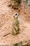 A meerkat standing and watch out for the enemy