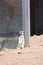 Meerkat standing at zoo on sandy land