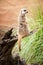 Meerkat Standng Guard on a Log Near Grass