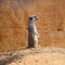 Meerkat stands on ground