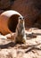 Meerkat stands guard Suricata suricatta