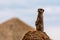 Meerkat stands guard to protect his family