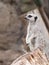 Meerkat stands on his hind legs