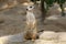 The meerkat stands on a stone and looks around