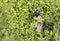 Meerkat staring at camera, South Africa