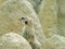 Meerkat Suricata sitting on a rock