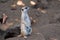 Meerkat Suricata stands near his den at the San Diego zoo In California