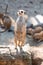 Meerkat, Suricata suricat, captive animal, diffuse background. Meerkats life. Mongoose. Suricat in Zoo. Cute animal