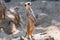 Meerkat, Suricata suricat, captive animal, diffuse background. Meerkats life. Mongoose. Suricat in Zoo. Cute animal