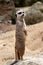 Meerkat (Suricata suricatta)