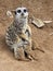 Meerkat (Suricata suricatta)