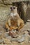 Meerkat (Suricata suricatta)