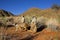 Meerkat, suricata suricatta, Adults standing at Den Entrance, Namibia