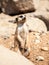 Meerkat, suricata suricatta, alert on guard on rocky and dry ground, South Africa