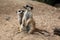 Meerkat (Suricata suricatta), also known as the suricate.