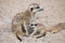 Meerkat (Suricata suricatta), also known as the suricate.