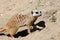 Meerkat, suricata suricatta, animal digging for food
