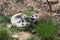 Meerkat - Suricata suricatta - Cubs lying on the ground and teasing with their mouths open