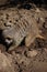 Meerkat (Suricata suricatta) on foraging