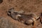 Meerkat (Suricata suricatta)  laying on its back in a sandy spot