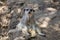 A meerkat Suricata suricatta looking at the camera