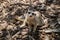 A meerkat Suricata suricatta looking at the camera